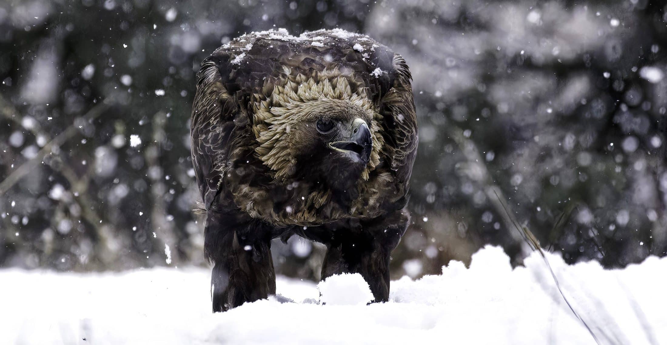 2_ Aigle royal_Roger Isoard2