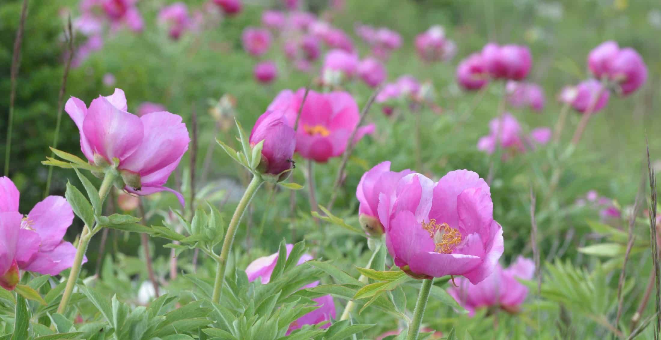 51364279325_270312443a_o