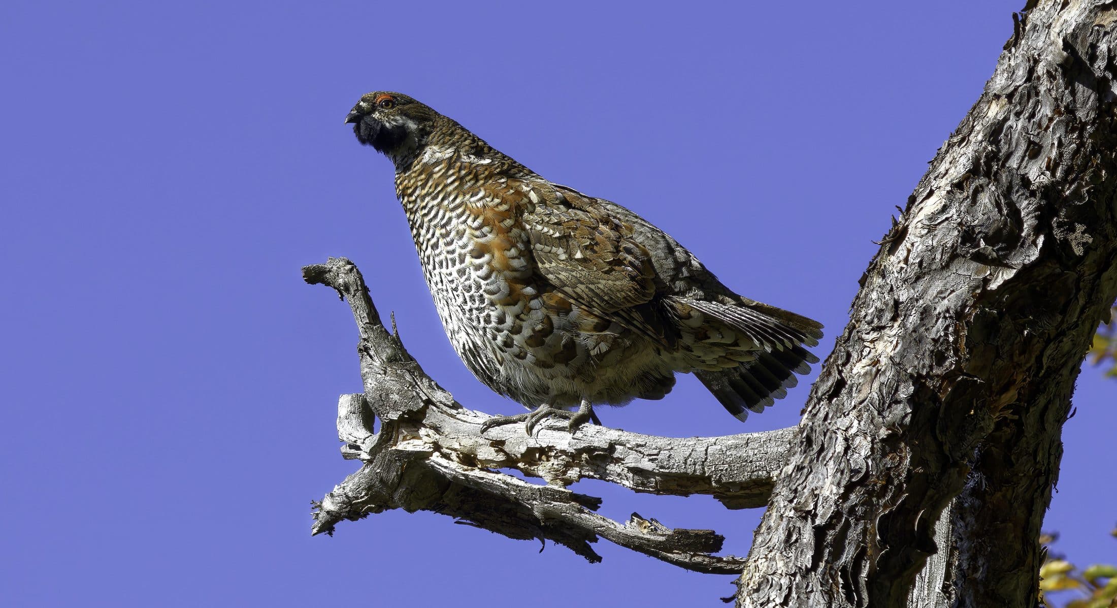 8_Gélinotte_Roger Isoard