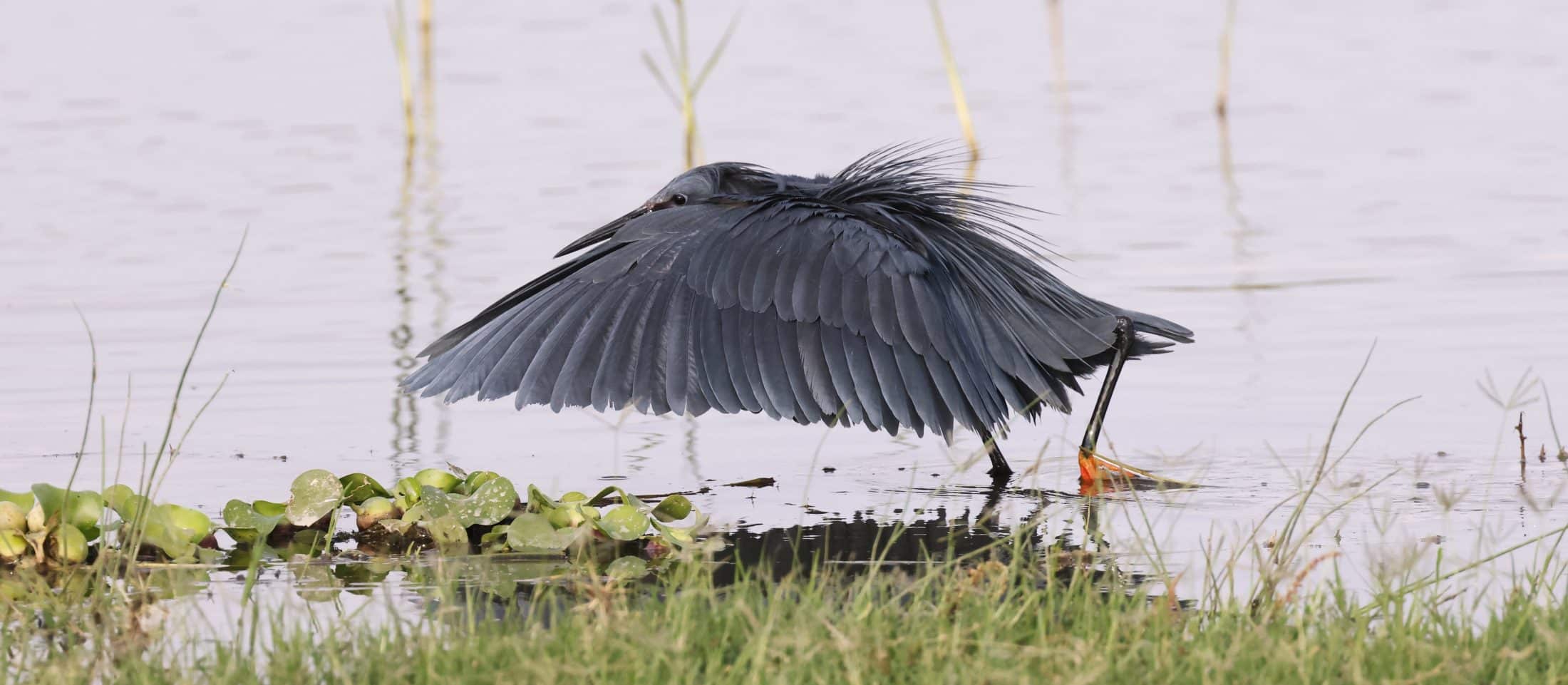 Aigrette ardoisée Éthiopie G.Trochard
