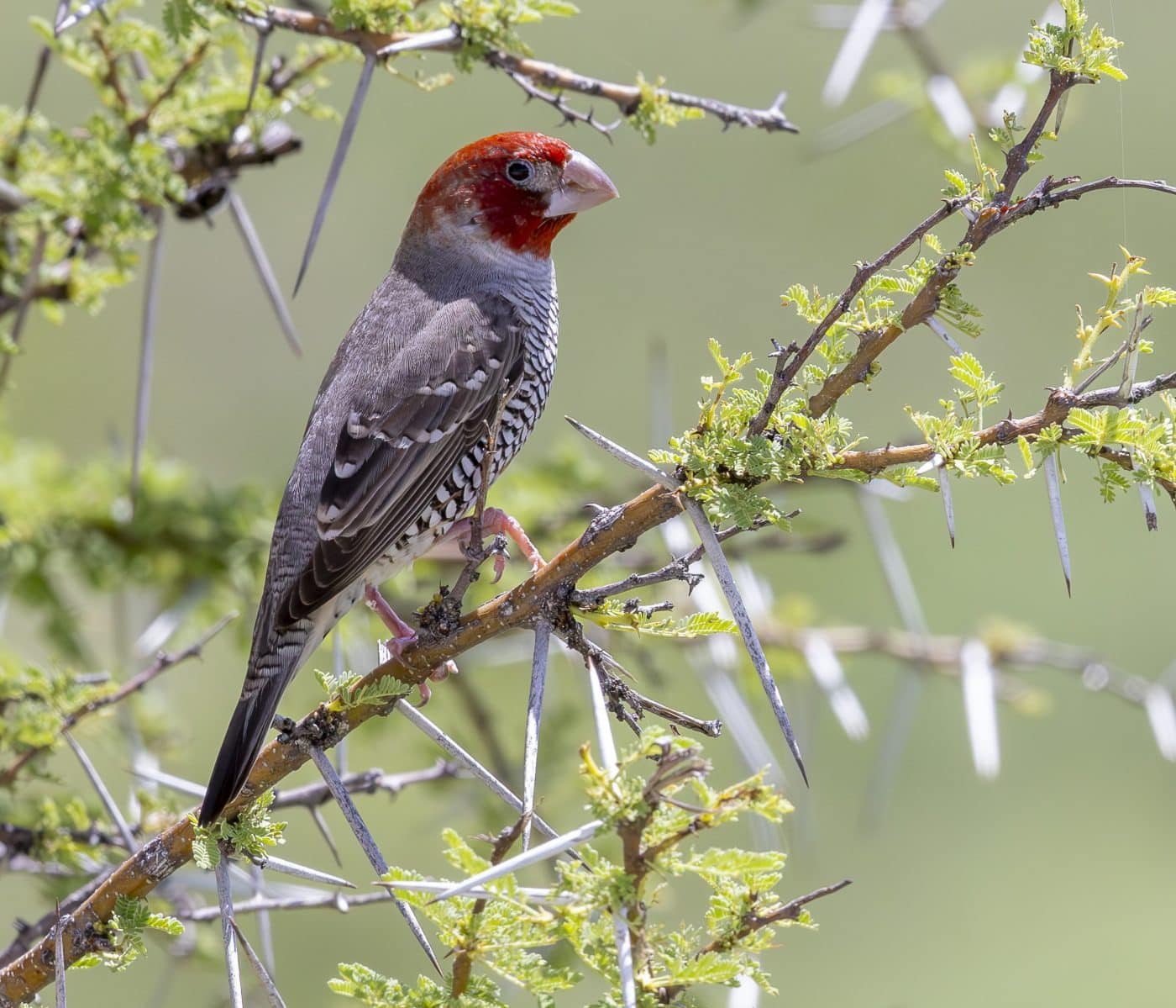 Amadine … tˆte rouge 2