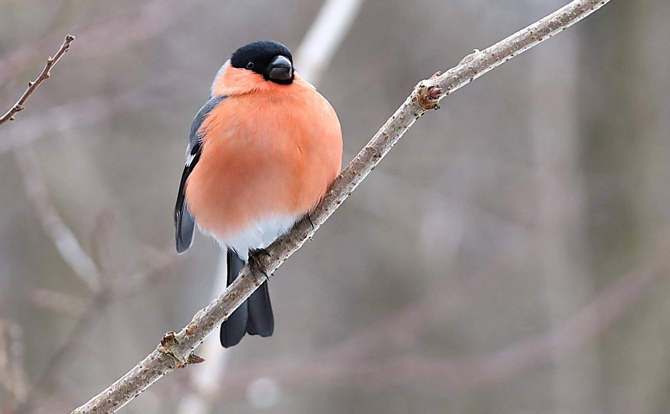 Bouvreuil pivoine Pologne G.Trochard 2