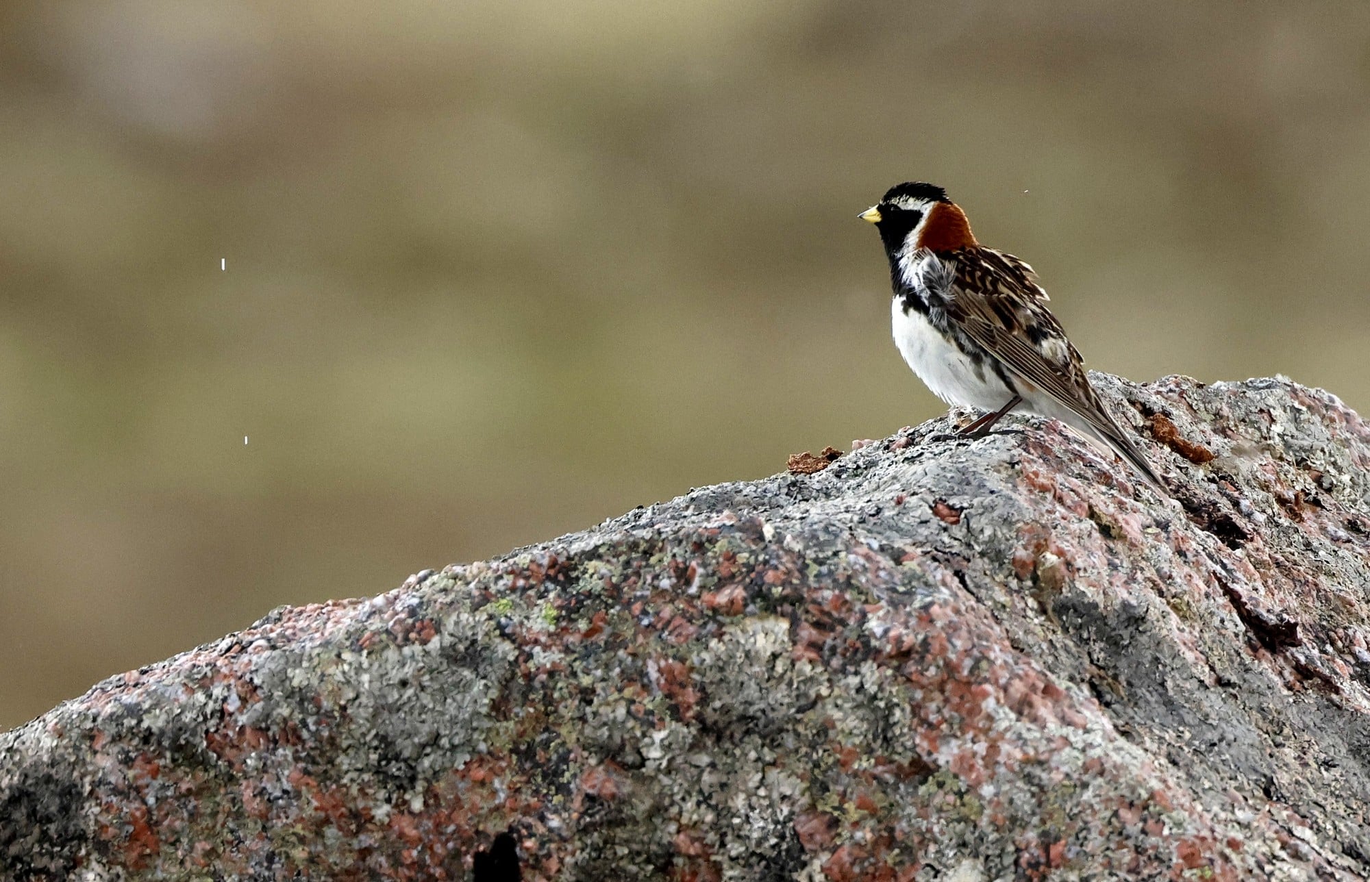 + Bruant lapon 3 Norvège G.TROCHARD