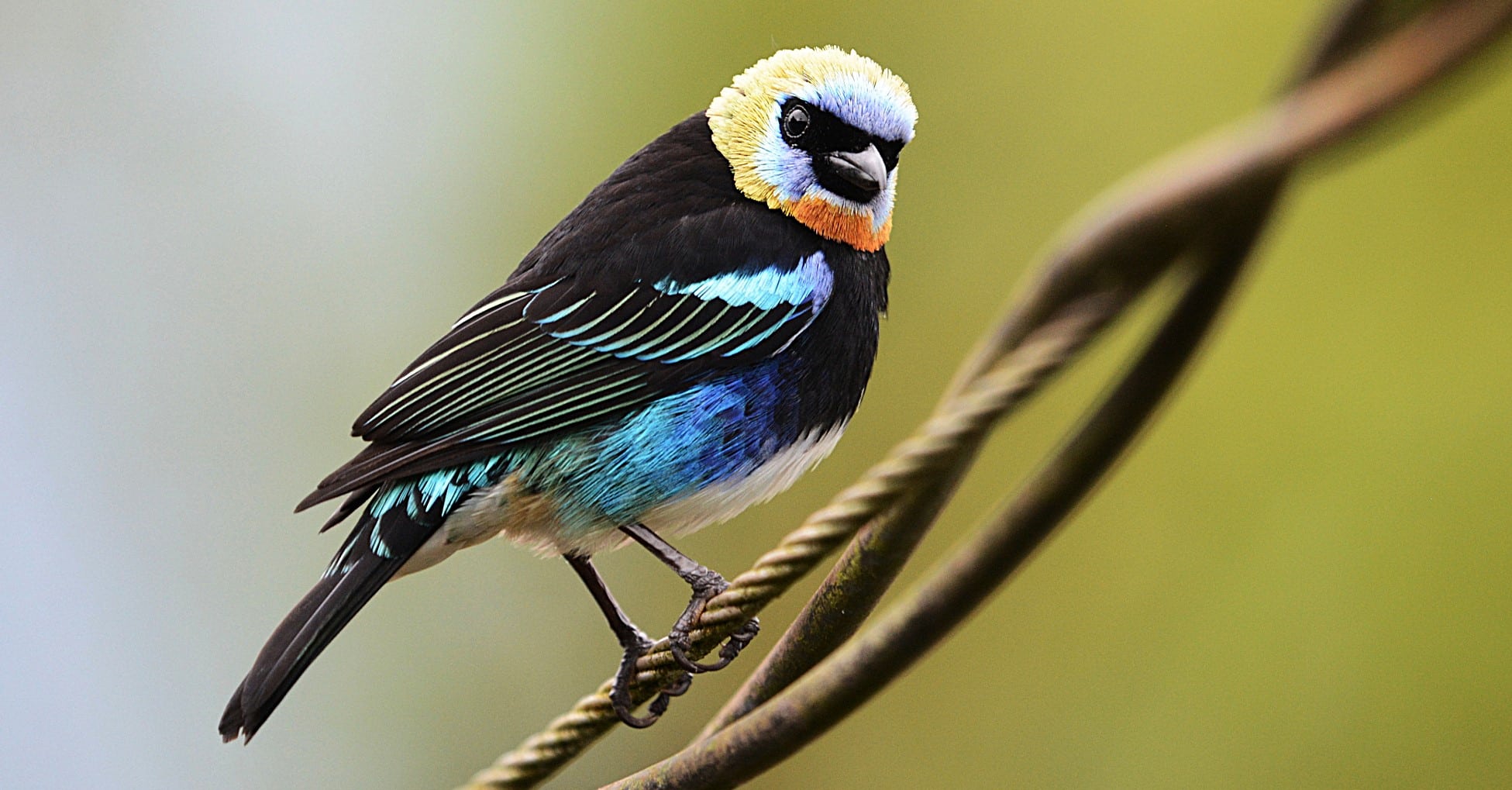 Calliste à coiffe d'or (Tangara larvata)