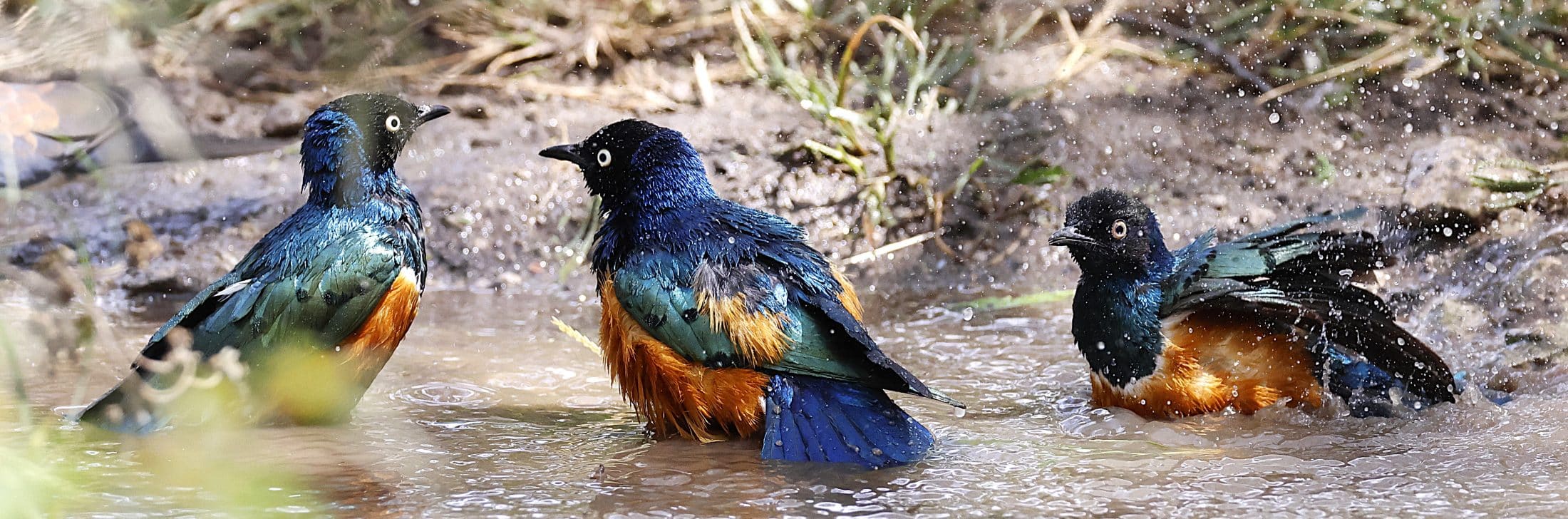 Choucador superbe Éthiopie G.Trochard