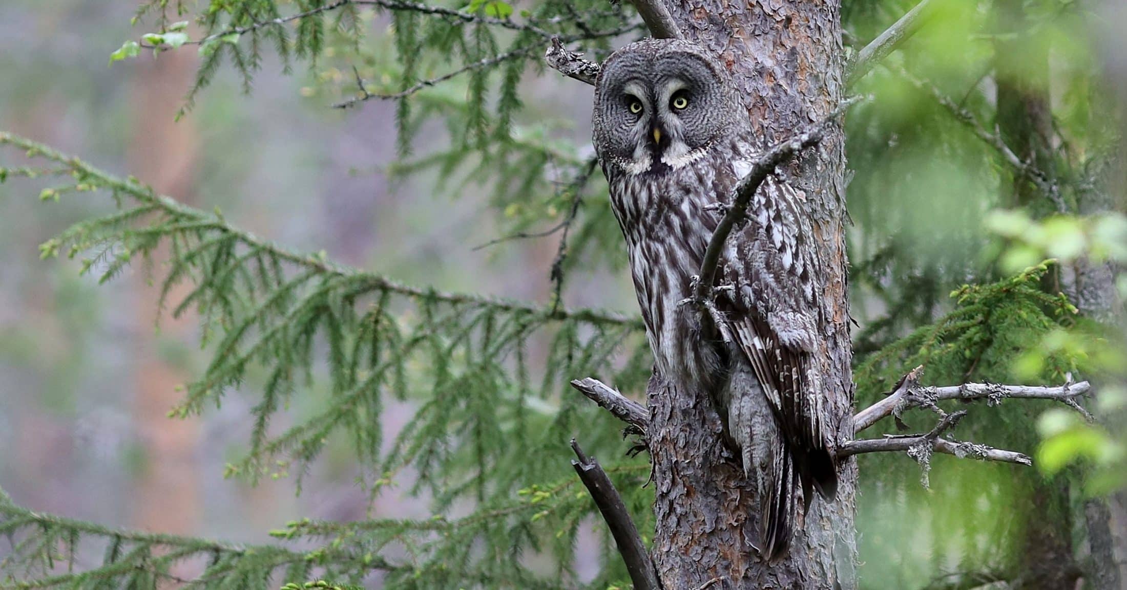 Chouette lapone Finlande G.TROCHARD