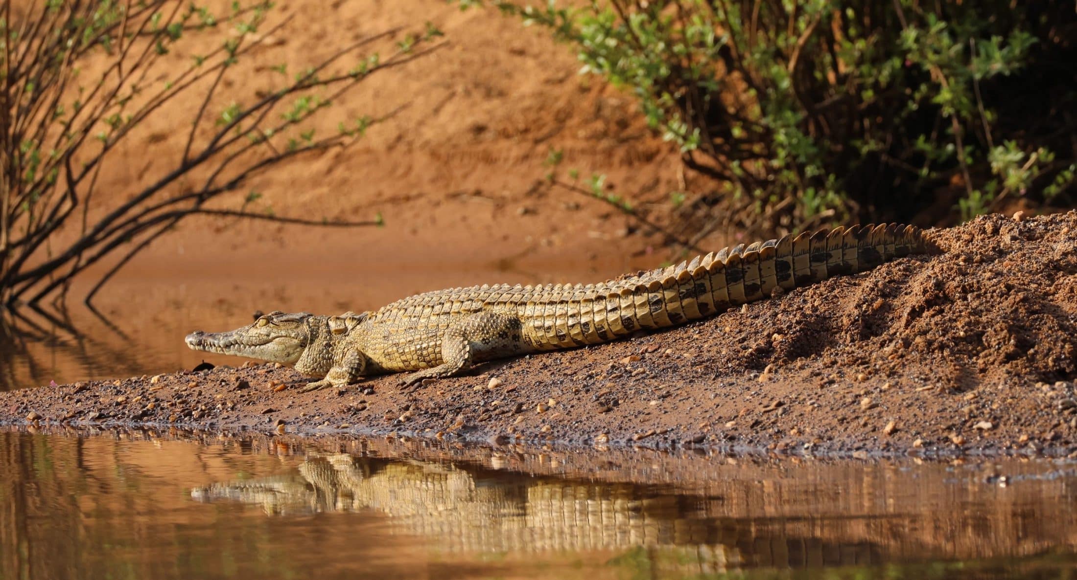 +Crocodil du Nil 2 Sénégal G.TROCHARD