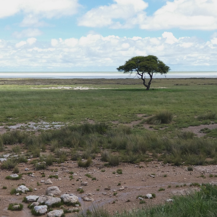 NAMIBIE : Spécial mammifères rares et nocturnes