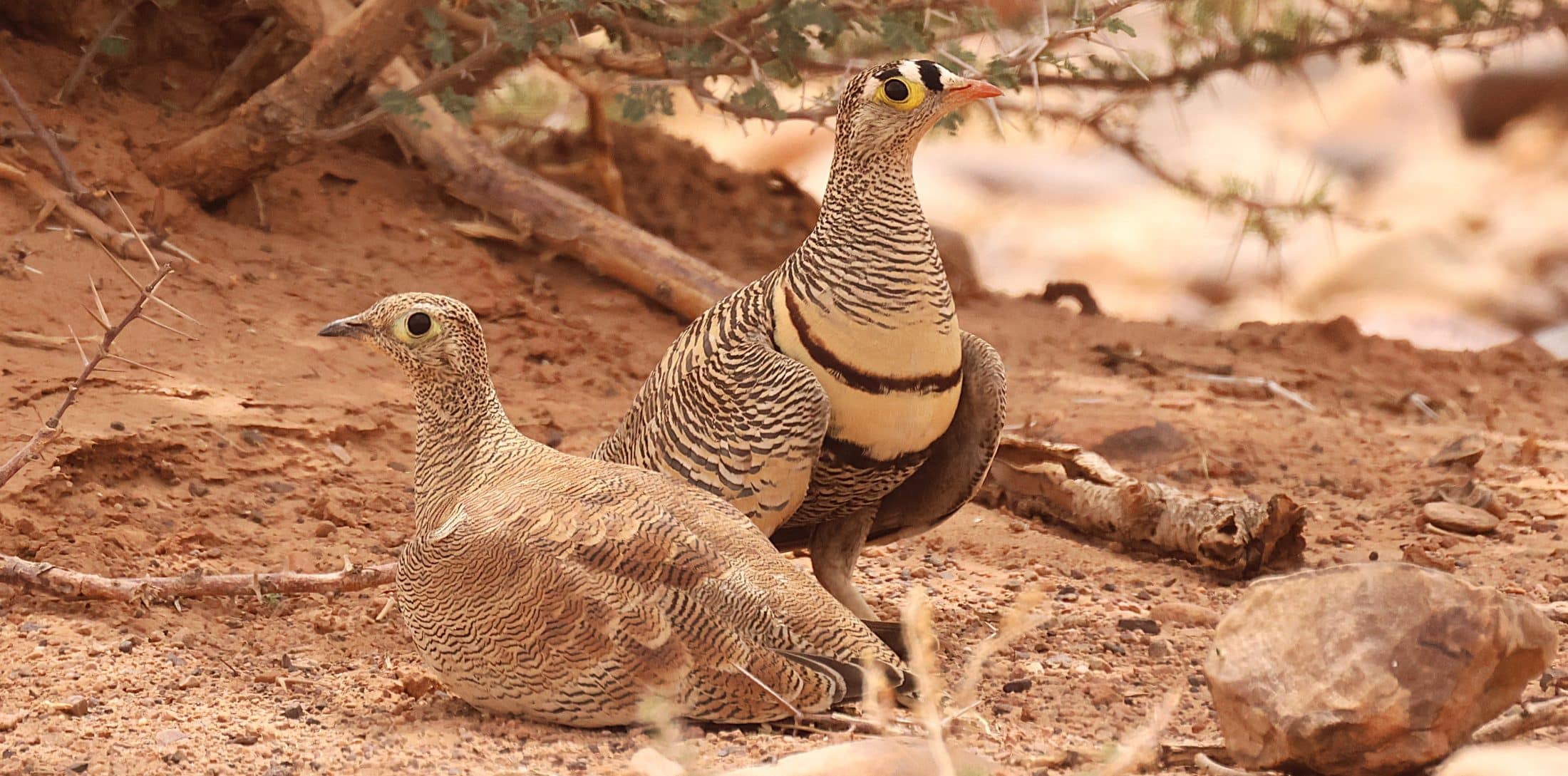 Ganga de Lichtenstein Maroc G. Trochard