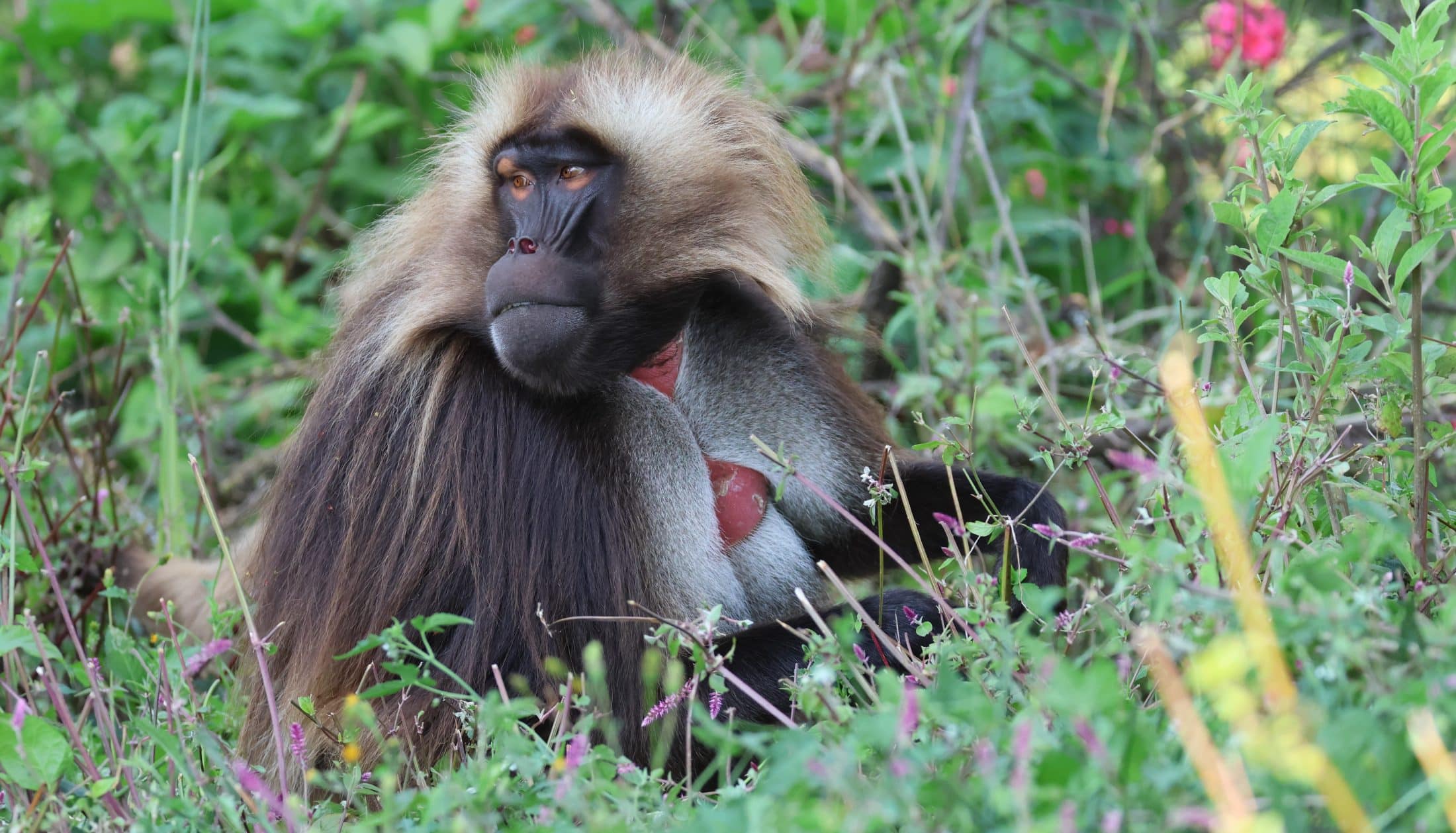 Gélada Éthiopie G.Trochard