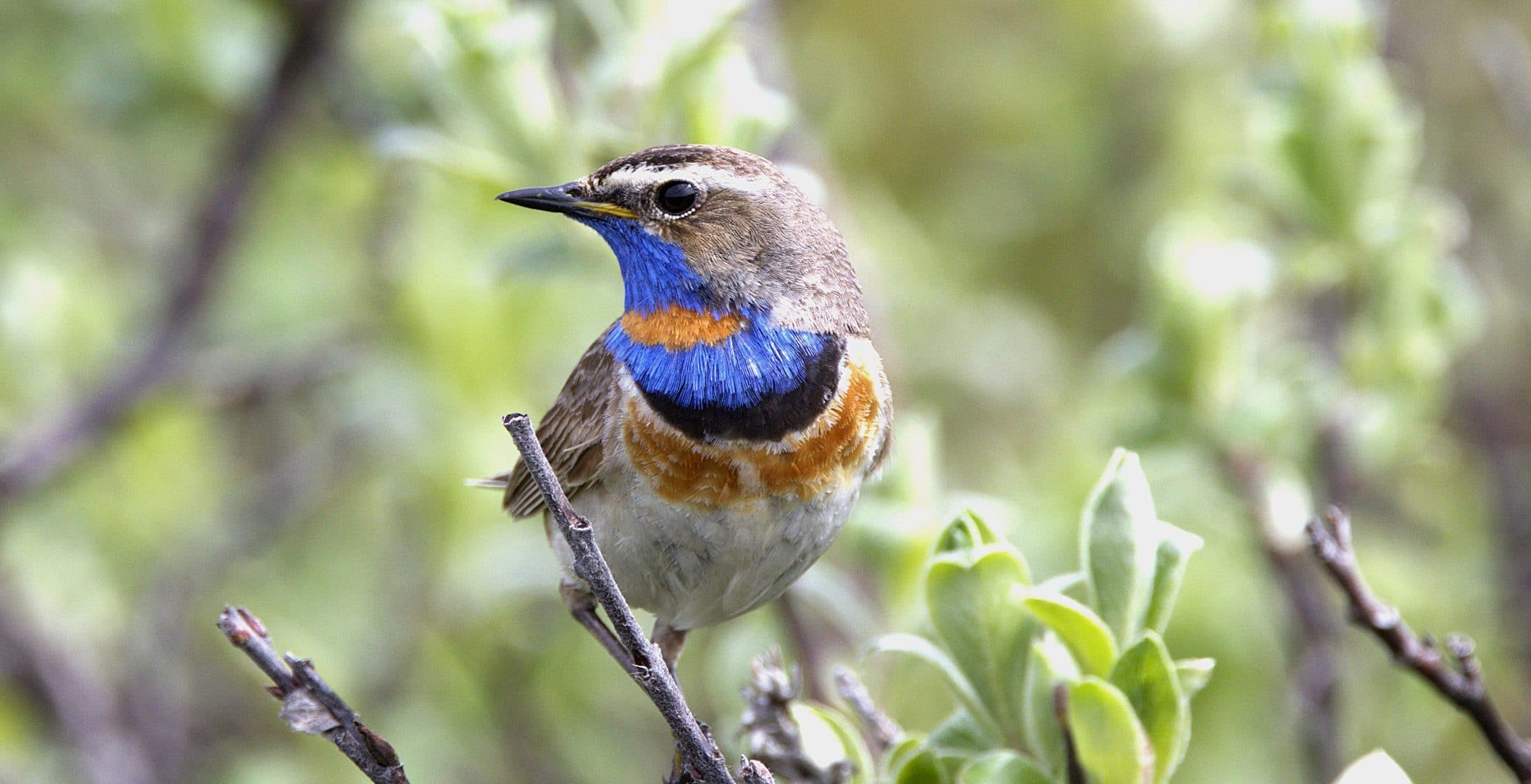 Gorge bleue à miroir roux G.Trochard 3