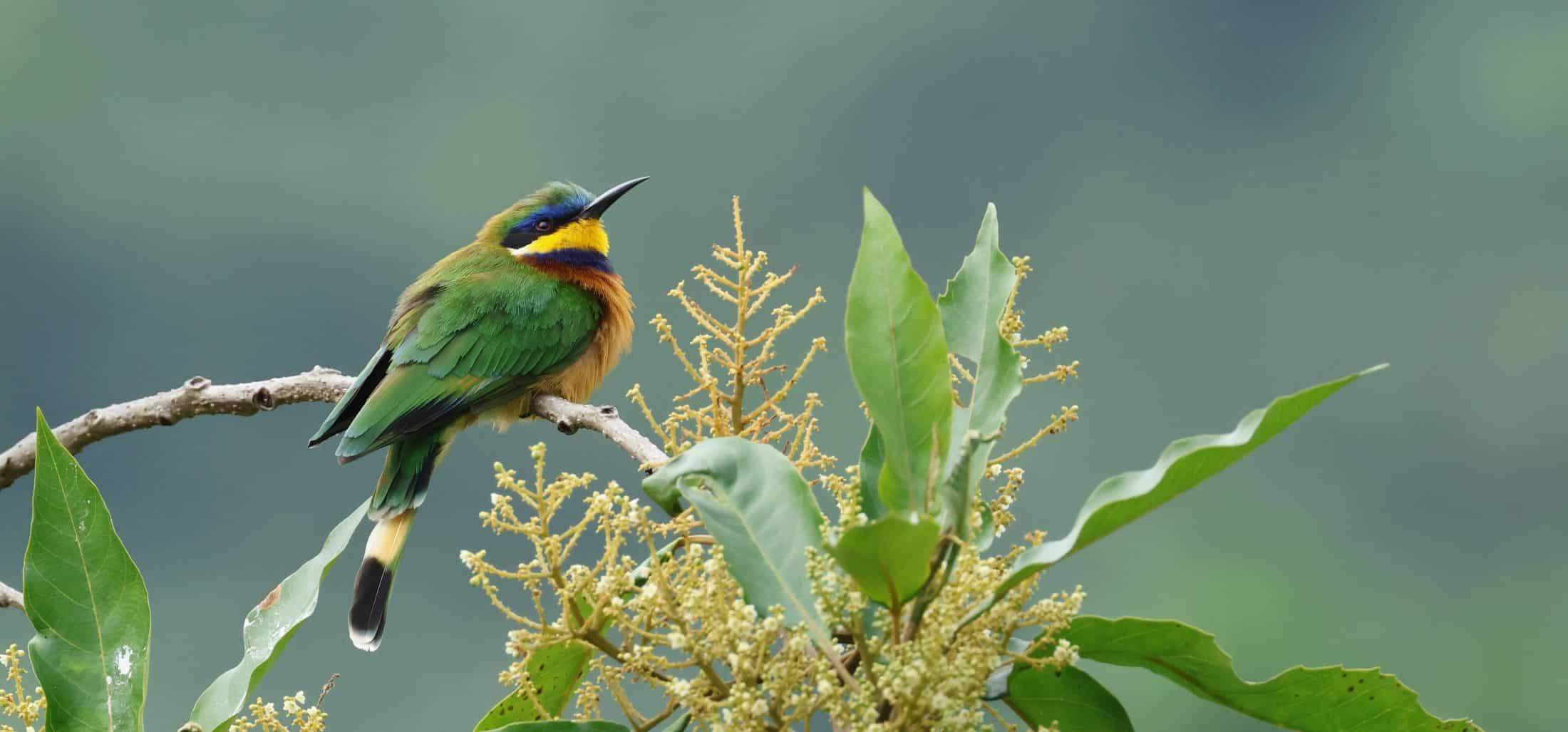 Guêpier de Lafresnaye Éthiopie G.TROCHARD