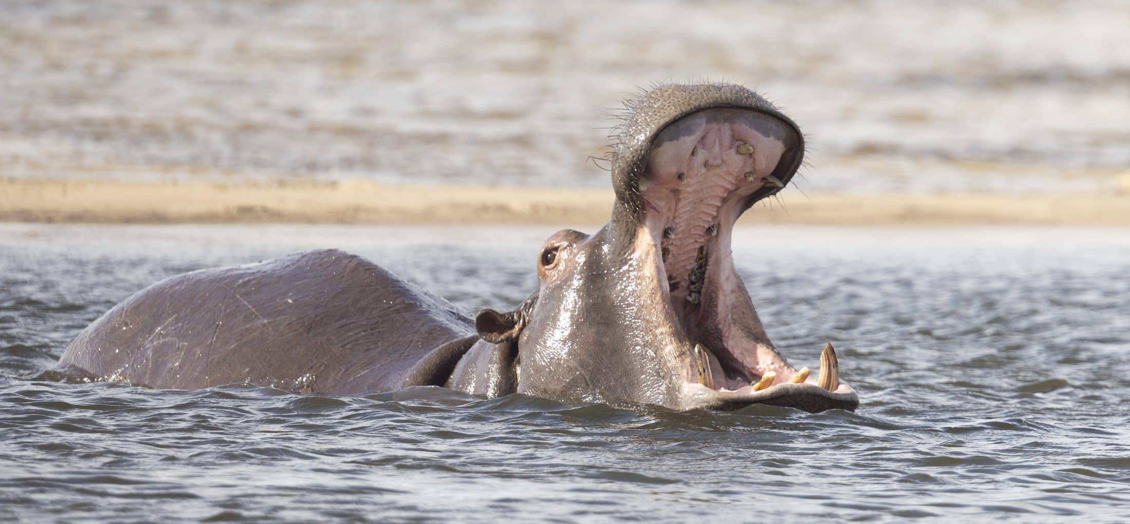 Hippopotame amphibie