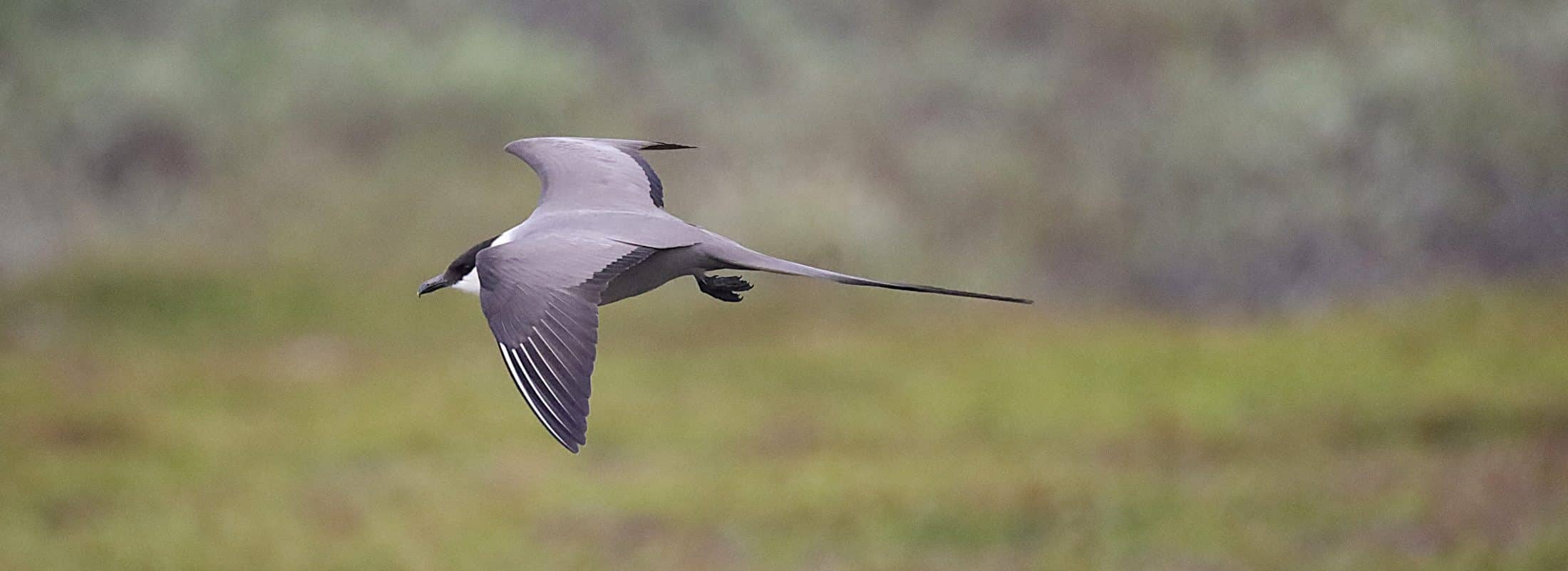 Labbe à longue-queue