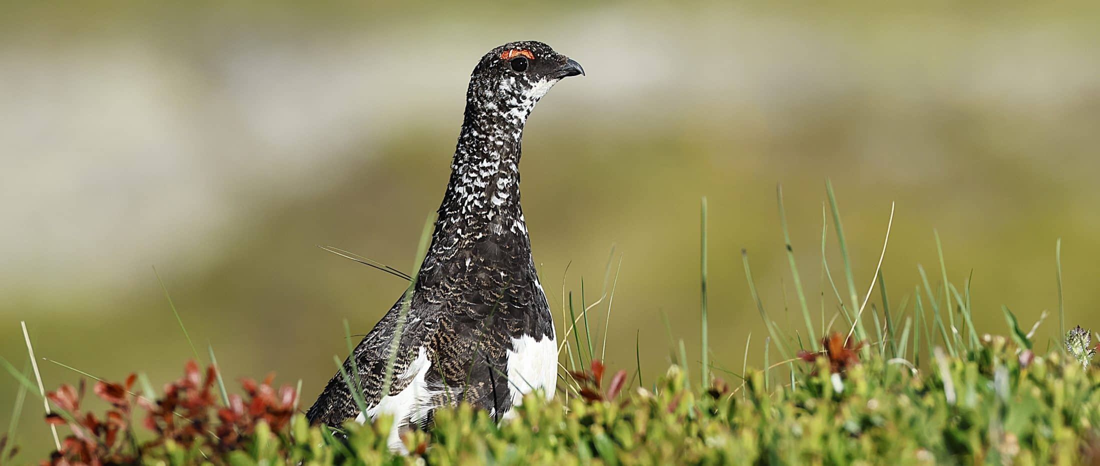 Lagopède alpin Savoie G.Trochard 2