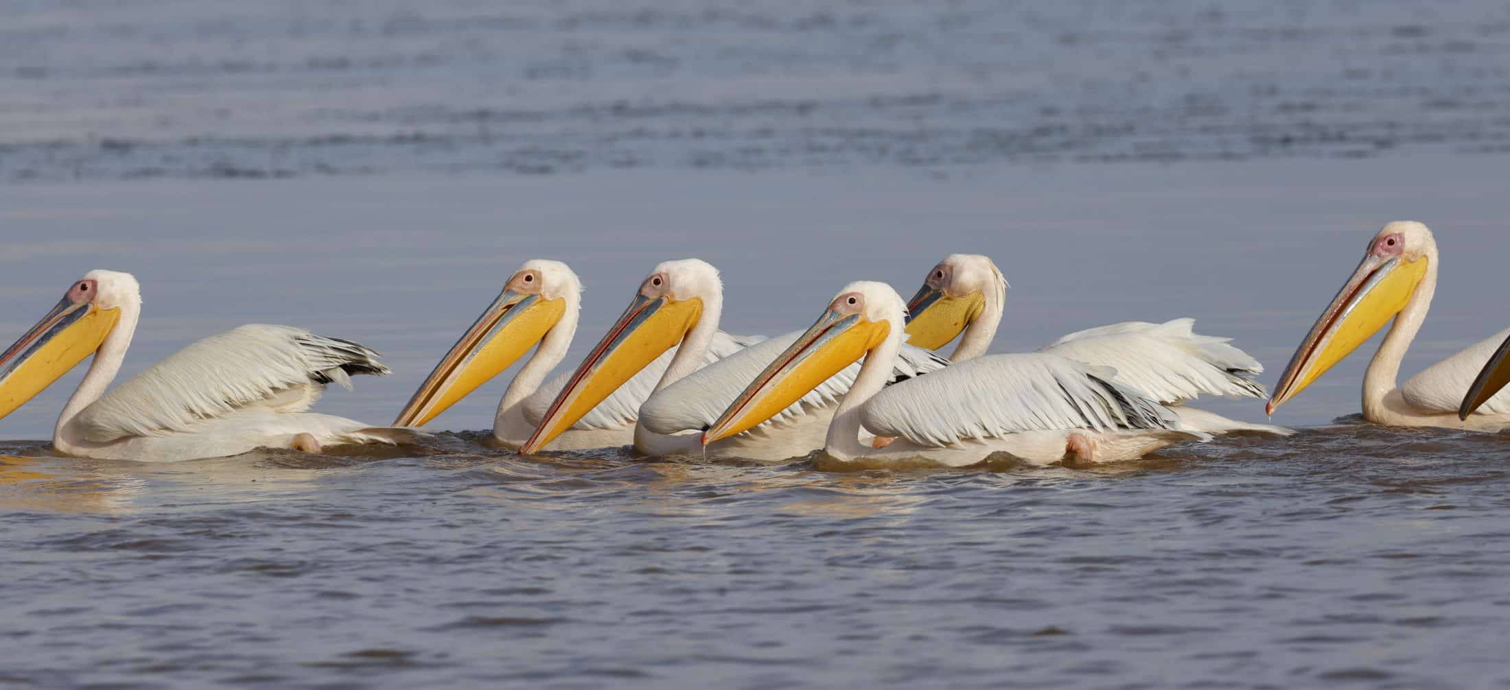 Pélican blanc Éthiopie G.TROCHARD