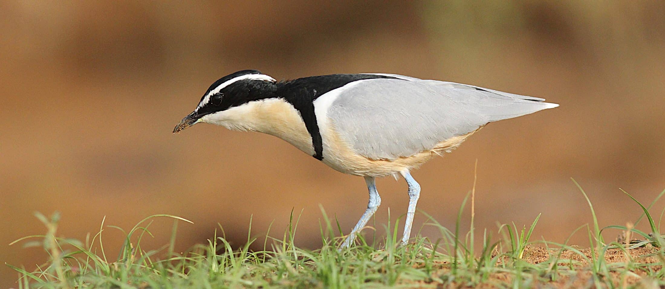 Pluvian d'Égypte Sénégal G.TROCHARD