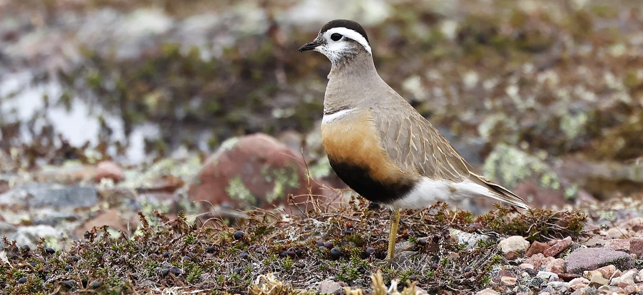 Pluvier guignard 2 G.TROCHARD